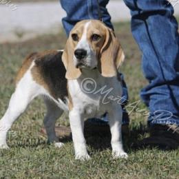 Baroness - Beagle