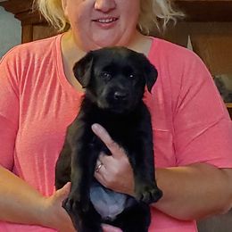 Labrador Retriever Puppies from BlackRidge Labradors