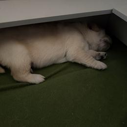 Yellowhammer - Golden male Golden Retriever puppy in Warrenton, Virginia from Four Lochs LLC