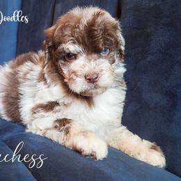 Dutchess - Red merle female Aussiedoodle puppy in Roebuck, South Carolina from Dani's Dandy Doodles