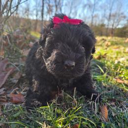 AKC Raven - Black female Bouvier des Flandres puppy in Marionville, Missouri from Sandbox Puppies