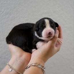 Chandler - Black tri-color male Australian Shepherd puppy in Bertram, Texas from Ashley’s Australian Shepherds
