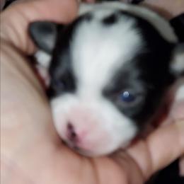 Girl 1 - Black and white female Chihuahua puppy in Oklahoma City, Oklahoma from Teacup Chihuahuas and Friends