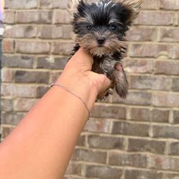 Girl 4 - Black and tan female Yorkshire Terrier puppy in Mobile, Alabama from Ace of Spades Yorkies