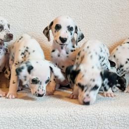 Dalmatian and Poodle Puppies from Cotton Top