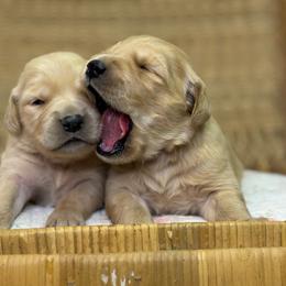 Girl 2 - Golden female Golden Retriever puppy in Tonasket, Washington from Denzil’s Goldens