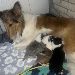 Collie Puppies from Jolly Collies