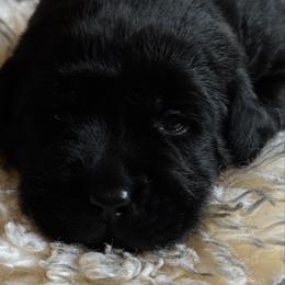 Ripple - Black female Labrador Retriever puppy in Taylors, South Carolina from Spring Water Labs of the Carolinas