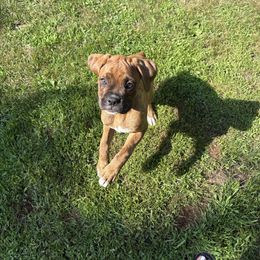 Burgundy Collar Girl - Brindle female Boxer puppy in East Longmeadow, Massachusetts from Boxer Bliss