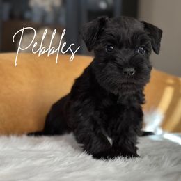 PEBBLES AKC - Black Miniature Schnauzer puppy in Victorville, California from West Coast Royal Miniature Schnauzer