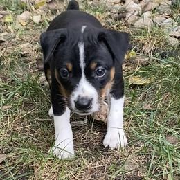Rat Terrier Puppies from Hawthorne Terriers