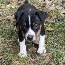 Rat Terrier Puppies from Hawthorne Terriers