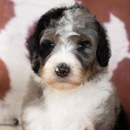 Tweed Merle - Merle male Bernedoodle puppy in Youngstown, Florida from Wonderland’s Boujie Kennels