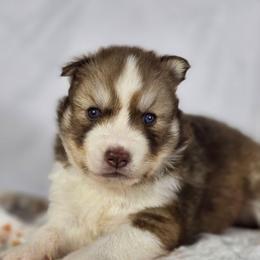Roselle - Red and white female Siberian Husky puppy in Buckeye, Arizona from Anime Huskies