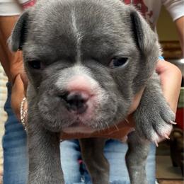 Red collar - Blue male French Bulldog puppy in Livingston, Texas from Drake Home Frenchies