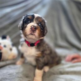 Cupcake - Merle female Bernedoodle puppy in Mc Gaheysville, Virginia from Doting Doodles