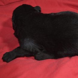 German Shepherd Puppies from Kraften K9