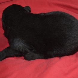 German Shepherd Puppies from Kraften K9