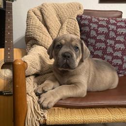 Slate - Gray and fawn male Cane Corso puppy in Utah from 3Lake Kennelz