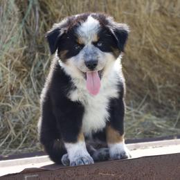 Boots - male Miniature Australian Shepherd puppy in Godley, Texas from Bradley Kennels