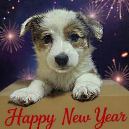 Lanny - Red male Pembroke Welsh Corgi puppy in Castle Rock, Washington from Heckman Corgis