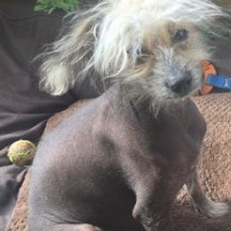 Grace - Chinese Crested