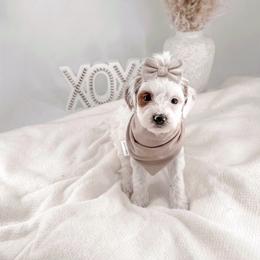 Jersey - Parti female Goldendoodle puppy in Jamestown, Kentucky from Milk & Honey Doodles