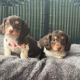 Reese - Piebald female Dachshund puppy in Choccolocco, Alabama from Ace’s Doxies