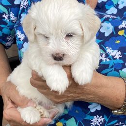 Havanese and Labrador Retriever Puppies from Hudson Valley Labradors and Havanese of Claverack