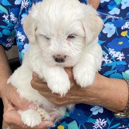 Havanese and Labrador Retriever Puppies from Hudson Valley Labradors and Havanese of Claverack