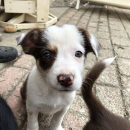 Border Collie Puppies from Dahlia Lane