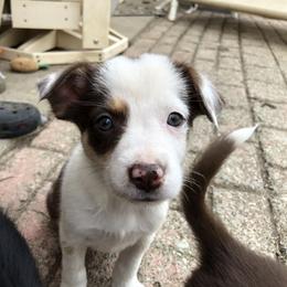 Border Collie Puppies from Dahlia Lane