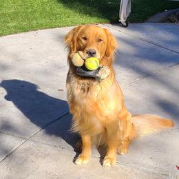 Wanda - Golden Retriever