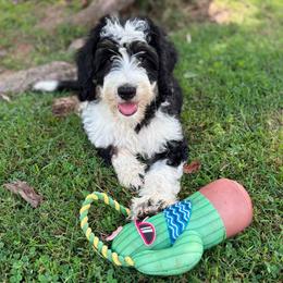 Australian Mountain Doodle puppies from Mills River Doodles