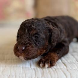 Malibu - Red female Cavapoo puppy in Beckley, West Virginia from By Design Doodles