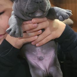 French Bulldog Puppies from Galm Frenchies