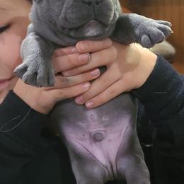 French Bulldog Puppies from Galm Frenchies