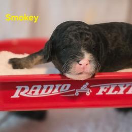 Smokey - Tri-color male Bernedoodle puppy in Summerville, South Carolina from Channys Doodles