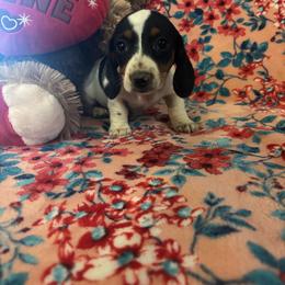 Girl 2 - Piebald female Dachshund puppy in Stilwell, Oklahoma from Bidding Creek Dachshunds