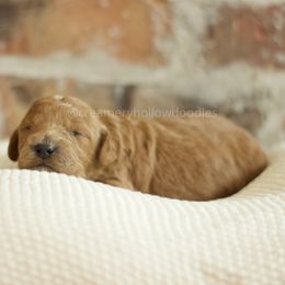 Goldendoodle Puppies from Creamery Hollow Doodles