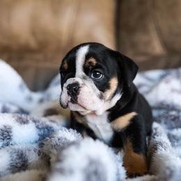 Bulldog Puppies from Lunsford Bulldogs