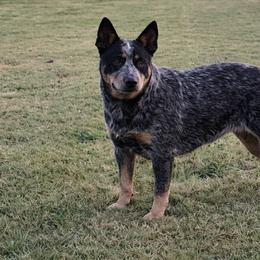Eve - Australian Cattle Dog