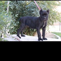 Gray collar - Black male Cane Corso puppy in Caliente, California from Rafter Cross 7