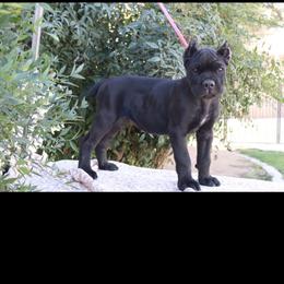 Gray collar - Black male Cane Corso puppy in Caliente, California from Rafter Cross 7