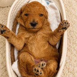 Puppy 1 - Apricot male Poodle puppy in Tallahassee, Florida from Brivali Poodles