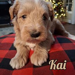 Kai - Wheaten male Miniature Schnauzer puppy in Clemmons, North Carolina from Schnauzer Snobs