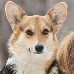 Yasmin - Pembroke Welsh Corgi