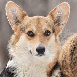 Yasmin - Pembroke Welsh Corgi
