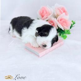 Love - Black tri-color female Australian Shepherd puppy in Jonesborough, Tennessee from Lotus Australian Shepherds