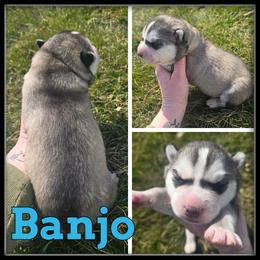 Banjo - Gray and white male Siberian Husky puppy in Wheeler, Michigan from Haase Family Kennels